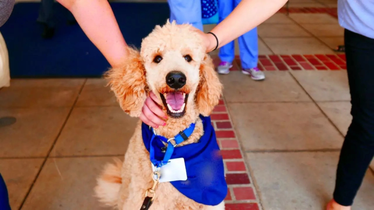 Strategies to Reduce Stress for Airport Detection Dogs