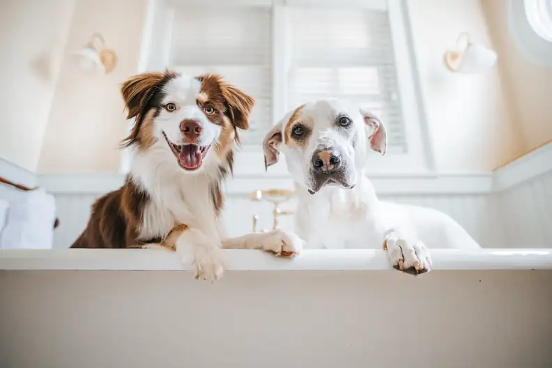 A Pawsitive Escape Finding the Perfect Pet-Friendly Hotel for Your Furry Friend