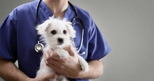 Why Consider Disability Insurance Before Graduating Veterinarian School